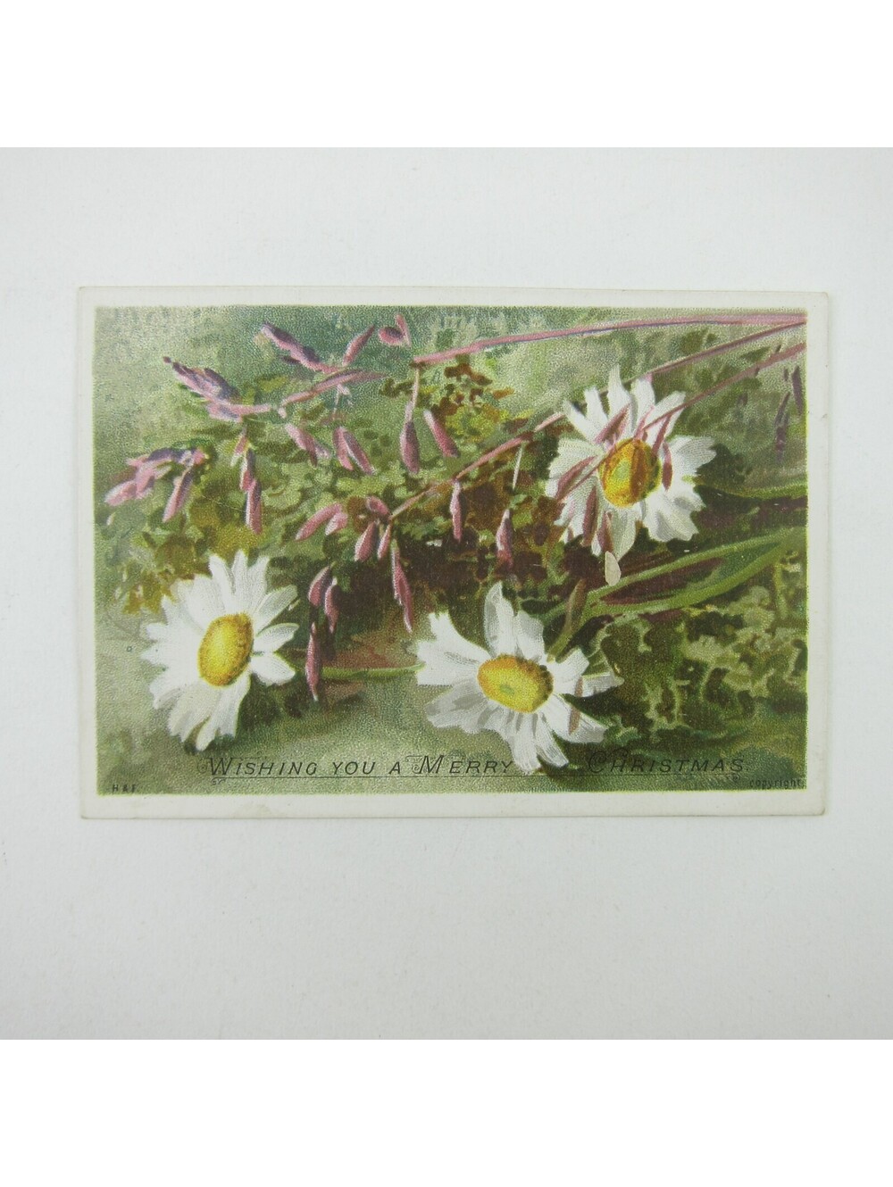 Victorian Christmas Card Hildesheimer & Faulkner Pink White Daisy Flower Antique